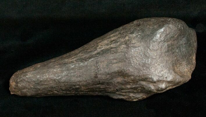 Giant Fossil Sperm Whale Tooth #5010
